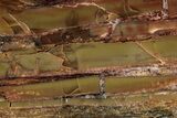 Polished Petrified Wood (Araucarioxylon) - Arizona #352508-1